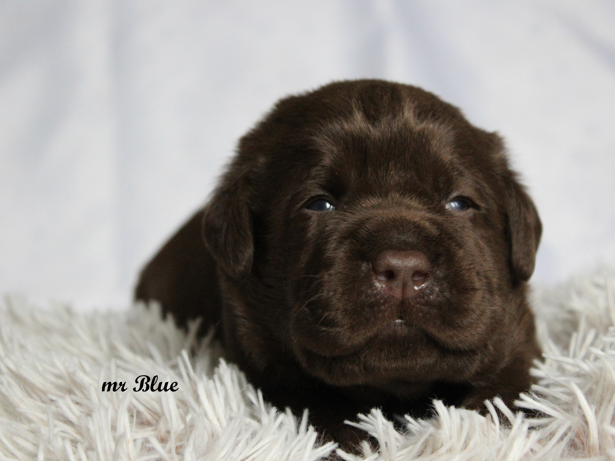 rex kofi4